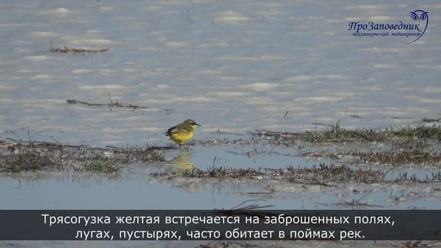 Знакомим с птицей. Трясогузки смотреть онлайн