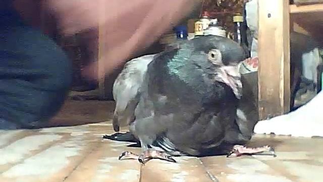 Двухмесячный недоразвитый голубёнок умирает смотреть онлайн