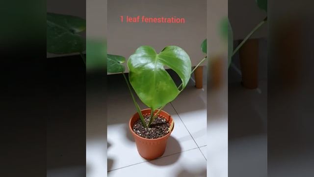 Monstera Deliciosa||Houseplant