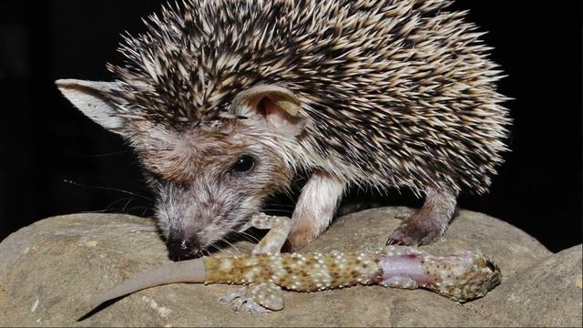 "Ребятам о зверятах" смотреть онлайн