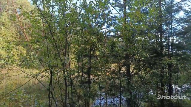 РАССЛАБЛЯЮЩИЙ ЛЕС. МЕДИТАЦИЯ НА ВОССТАНОВЛЕНИЕ СИЛ И ЭНЕРГИИ. смотреть онлайн