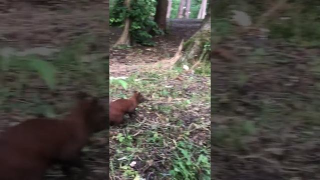 Приручаем белок и прогулка по парку смотреть онлайн