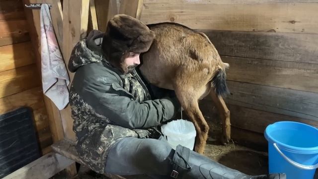 ПРОВЕЛИ ГАЗ В ДЕРЕВЕНСКОМ ДОМЕ! РЕМОНТ ПРОДОЛЖАЕТСЯ! НАША ФЕРМА! ЖИЗНЬ ПРОСТЫХ ЛЮДЕЙ В ДЕРЕВНЕ! смотреть онлайн