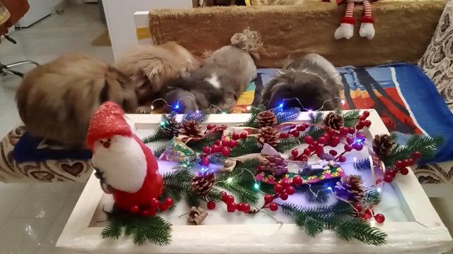 Крещенский вечерок у пекинесов САН-РЕЙ смотреть онлайн