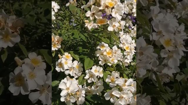 Пионы и розы-фавориты сада смотреть онлайн