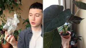 Обзор Комнатных Растений с Ценами « Сколько Стоит Моя Коллекция Комнатных Растений?