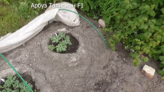 Выращивание арбузов и дынь в Московской области ( 2018г), полив, подкормка, прищипка, выбор сорта. смотреть онлайн