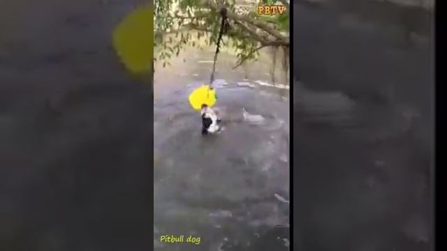 Pitbull attack underwater - dog swim смотреть онлайн