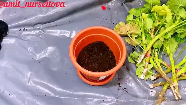 Герань отырғызу, посадка Герана черенками смотреть онлайн