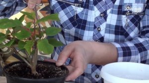 Как обрезать пуансеттию