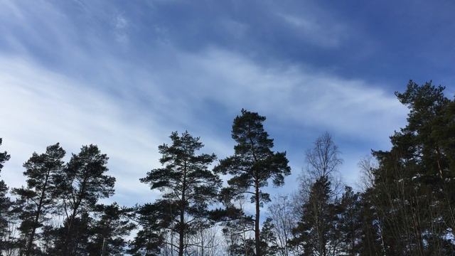 Звуки леса смотреть онлайн