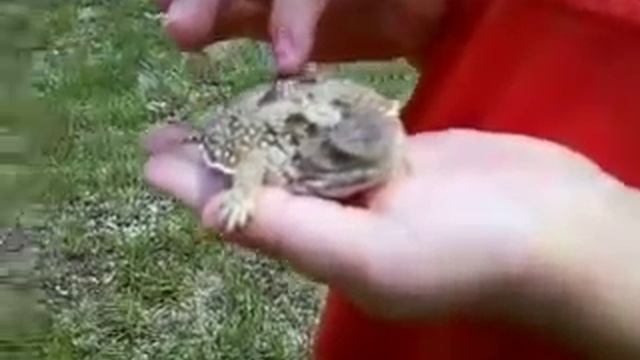 Short horned lizard смотреть онлайн