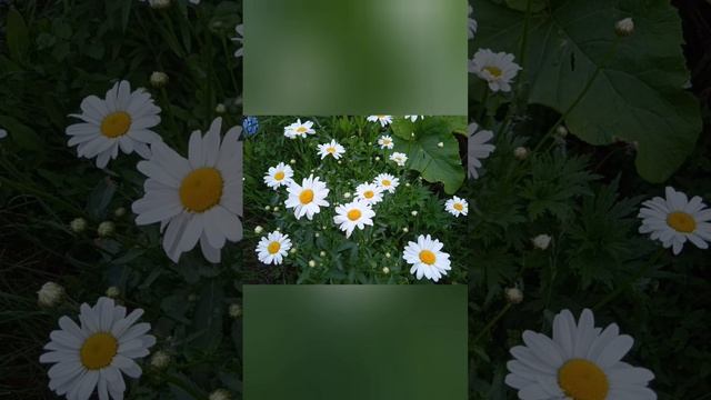 #природа #relax #relaxingmusic #цветы #красота #розы #романтика #ромашка #луг #букет смотреть онлайн