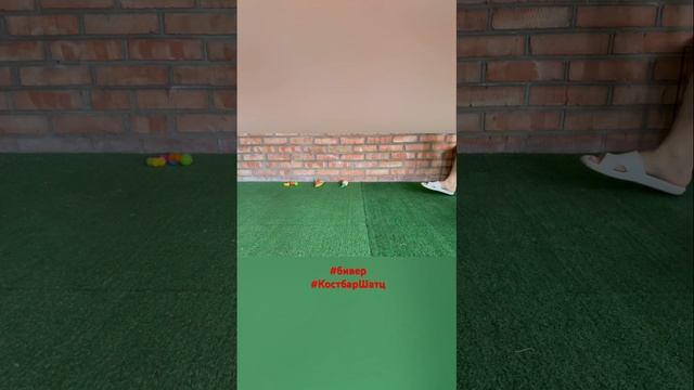 Бивер мальчик Костбар Шатц Ринтаро 2 месяца #бивер #биверщенки #купитьбивера #щенок #йорк #puppy смотреть онлайн