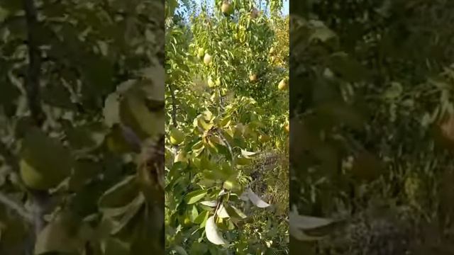 много груш смотреть онлайн