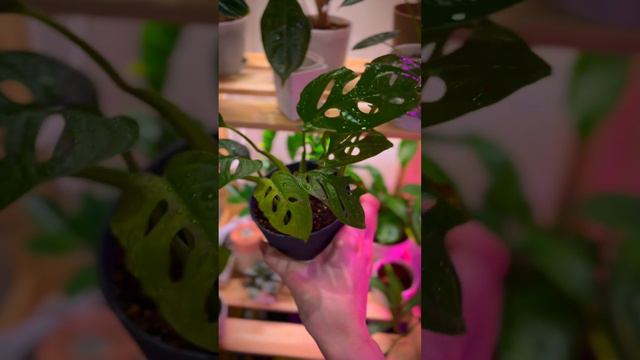 Монстера Манки Маск 🙈🌱#домашниерастения #растения #plants #цветы #монстера #монстераманки смотреть онлайн