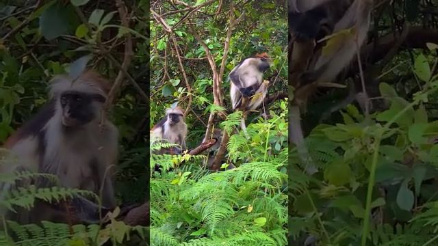 Красные Колобусы. Их осталось совсем немного. Jozani forest. Zanzibar #Shorts смотреть онлайн