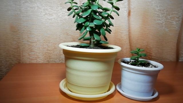 Денежное дерево. Крассула Овата Минор. Комнатные растения. Суккуленты. смотреть онлайн