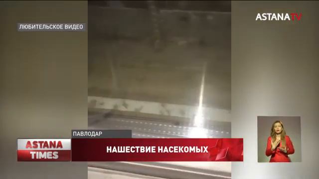 Жители Павлодарской области не могут выйти из дома из-за нашествия комаров смотреть онлайн