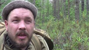 Растения Русского Севера. Багульник болотный