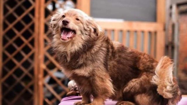 Редька и Юлия: когда срочное событие превращается в усыновление