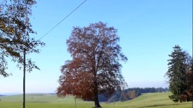 Nun jauchzet, all ihr Frommen, for tenor recorder, with divisions смотреть онлайн