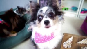 ЮМИ-ПОКЕМОН УКРАЛА ПОДАРКИ из РАСПАКОВКИ! 🎁😼