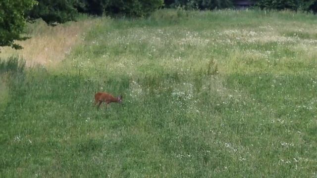 Охота на самца косули летом. Эпизод 2. / Roebuck hunting смотреть онлайн