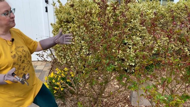 Pruning HUGE Knockout Roses: 10 Helpful Tips смотреть онлайн