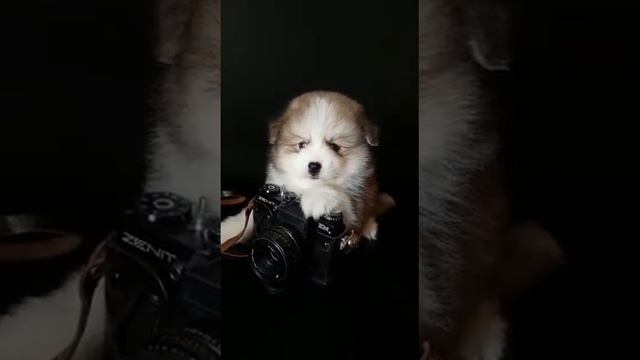 Щенок Помски размер стандарт смотреть онлайн