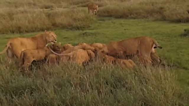 Сафари в Танзании. Львы едят буйвола смотреть онлайн