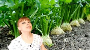 Хорошие соседи КАПУСТЫ — залог СУМАСШЕДШИХ УРОЖАЕВ !!!