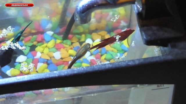 Жизнь рыбок в Китайском USB Аквариуме ВСЕ КРУТО СПАСИБО ALIEXPRESS смотреть онлайн