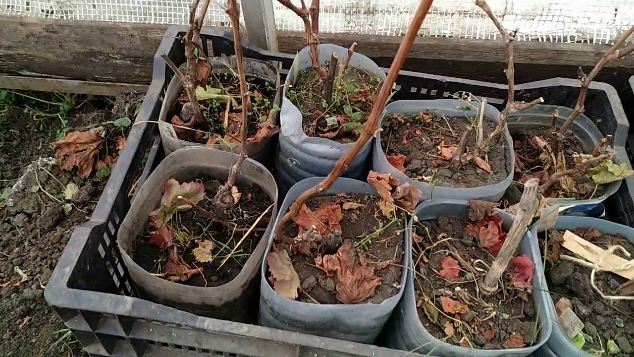 Работы на винограднике поздней осенью. смотреть онлайн