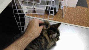 Кошка пьет мало воды, как заставить кошку пить воду