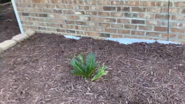 Different types of Colocasia and Alocasia aka "Elephant Ears" смотреть онлайн