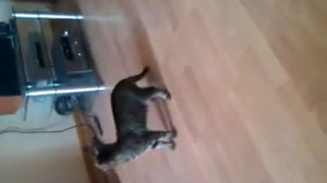 Неопознанный звук из колонок:D смотреть онлайн