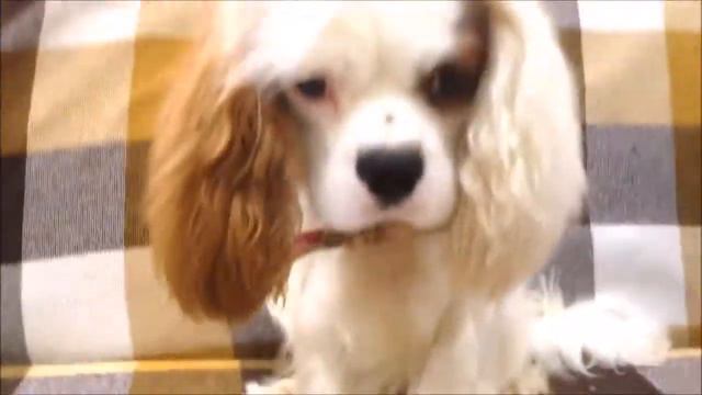 Учимся играть на укулеле