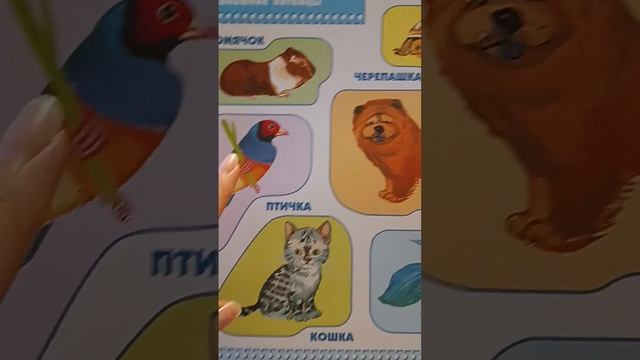 ШКОЛА СЕМИ ГНОМОВ #Синийтрактор#ОБУЧЕНИЕ #ЖИВОТНЫЕ #ДЕТЯМ #kids #trand #shortsvideo #music