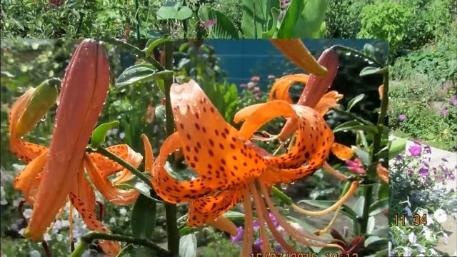 Цветник на солнце.Солнцелюбивые цветы. смотреть онлайн