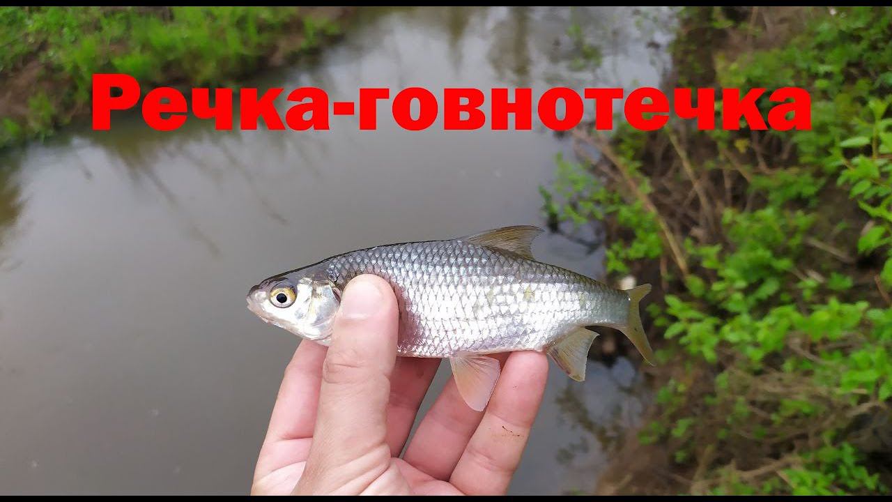 337 #Мормышинг | Речка-говнотечка | Плотва на спиннинг | смотреть онлайн
