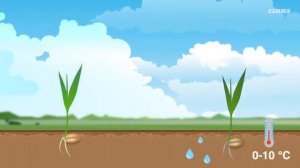 Как растет пшеница  - весь цикл