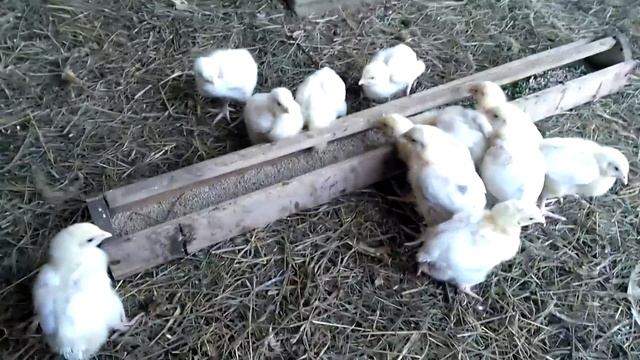 Цыплятам 10 дней. смотреть онлайн