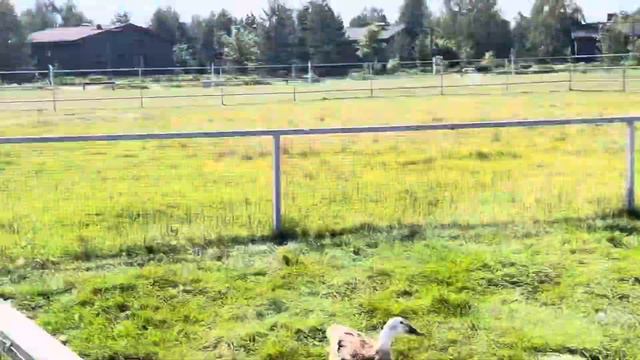 ВЛОГ. Как прошел наш день на даче смотреть онлайн