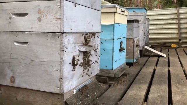 И пчелы не кусаются. Мини пасека на даче. смотреть онлайн