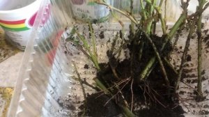 Размножение лаврового листа черенками.