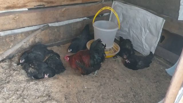 Пропойка кур метронидазолом и переезд в летние домики смотреть онлайн