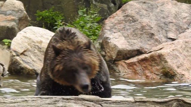 FUNNY bears of Bronx Zoo! The video will make you SMILE!!! смотреть онлайн