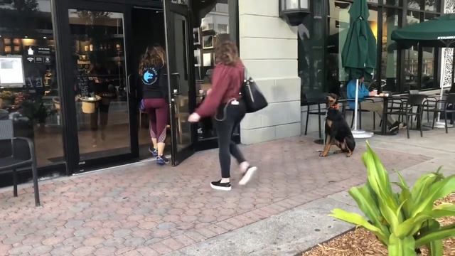 Cyrus | Doberman | Training in St Pete Florida смотреть онлайн