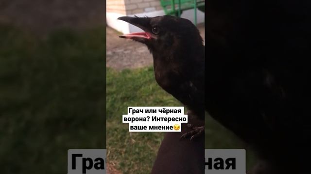 Грач или чёрная ворона? смотреть онлайн